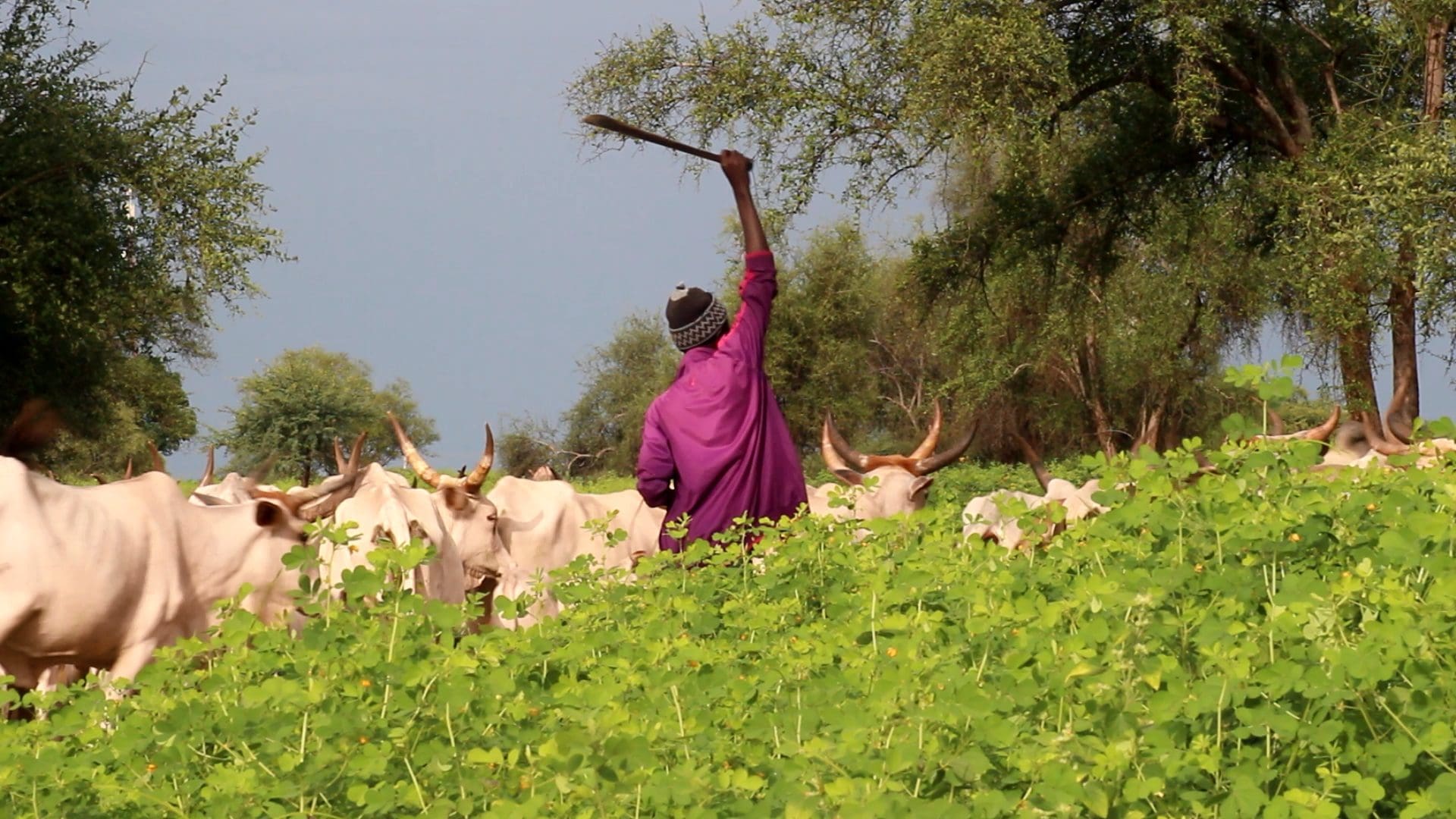 Cohabitation entre éleveurs et paysans: les germes de l’embrasement
