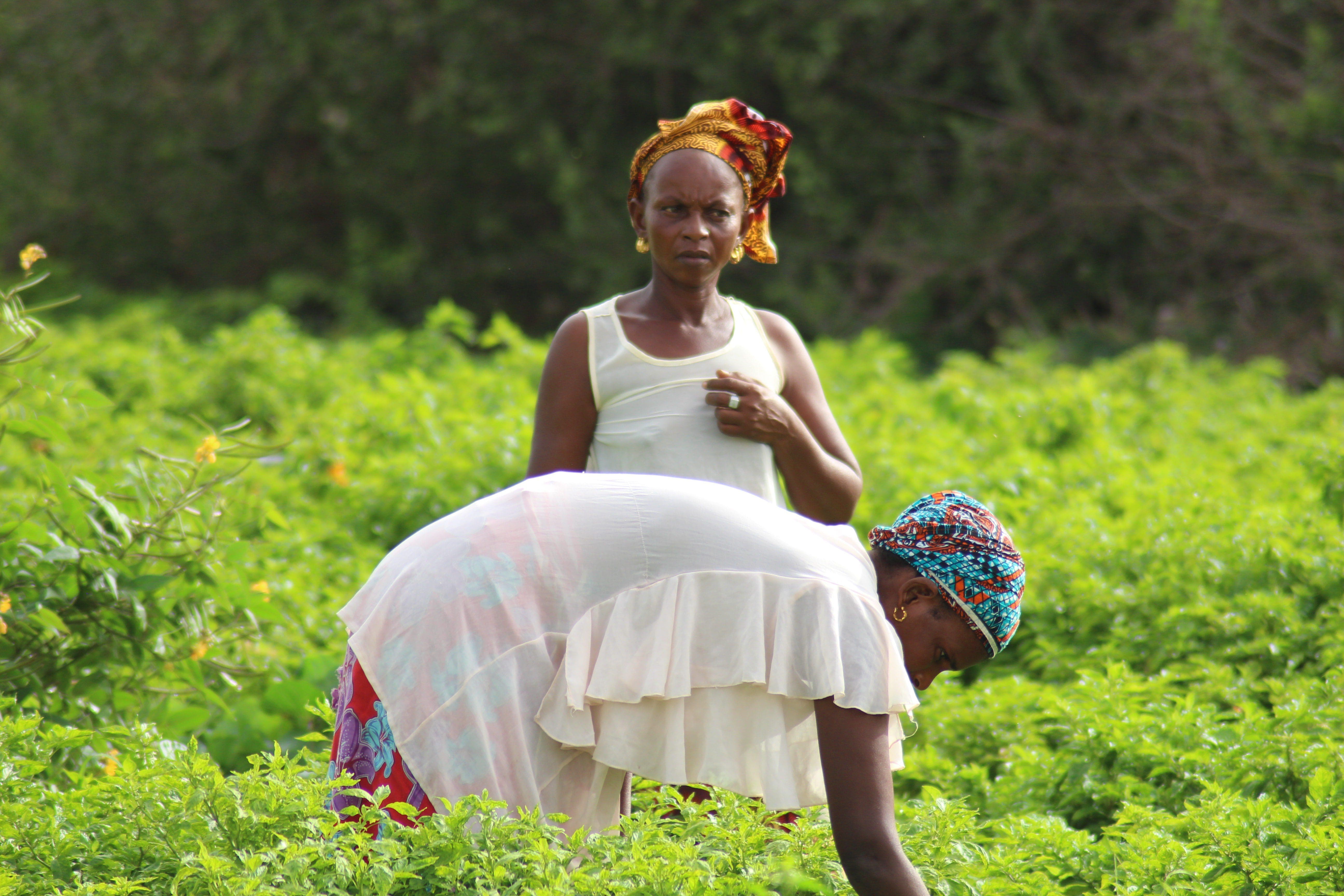 Foncier agricole au Sénégal: Quand le machisme pollue la terre !