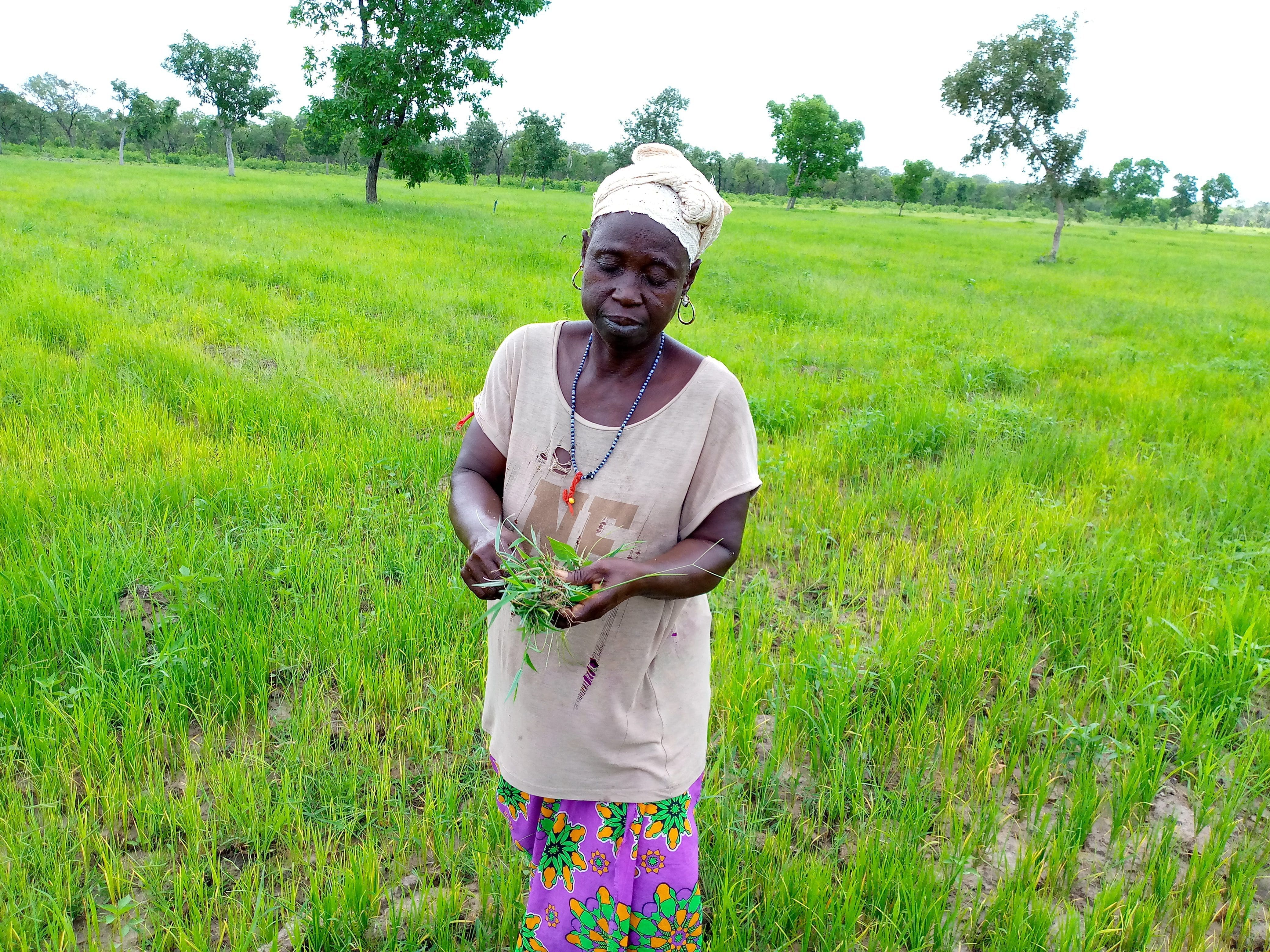 Saré Wogna ou la vallée des irrégularités foncières